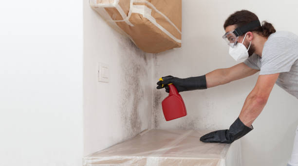 Professional Black Mold Remediation technician working in Westport, WA